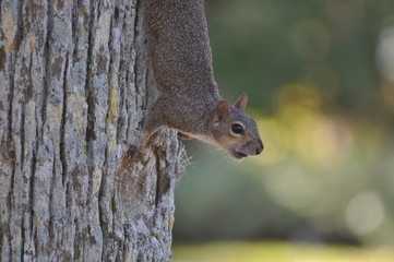 squirrel on tree