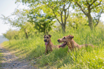 Beautiful Irish terrier dogs, very active hunter breed, in nature
