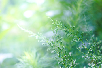 grass flower background, blurry abstract natural background.