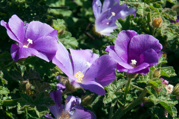 Sydney Australia, purple flowering alyogyne also known as a lilac hibiscus © KarinD