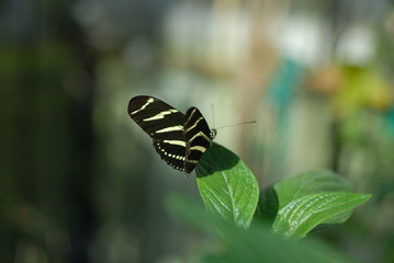 butterfly on leaf