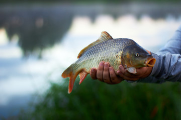 Mirror carp in hands of fisherman on background of lake and nature, fish with open mouth  which looks like saying a word, fishing concept, funny image for humorous ideas