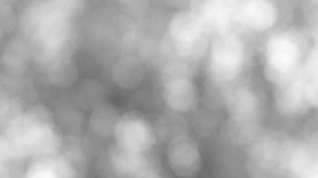 Balck and white video footage blur abstract background. Beautiful soft bokeh of blurred nature plants shoot outdoors in 4k. 