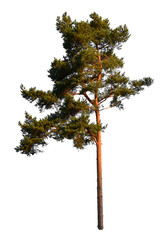 Green isolated pine tree