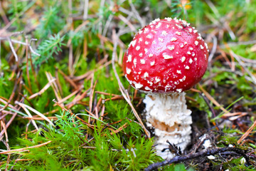 A VERY HARMFUL MUSHROOM CALLED AMANITA MUSCARIA THAT IS TOXIC IF YOU EAT ONE OF THEM GROWING IN THE WILD FOREST OF MOUNT MONCAYO   AROUND OF GREEN MOSS ANDA DRIED BROWN PINE TREE LEAVES