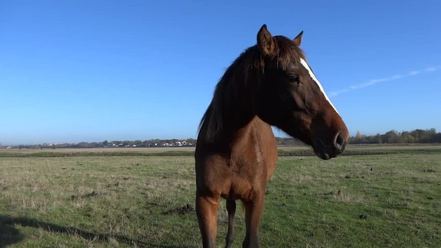 Ce cheval prend la pose.