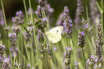 Butterfly Cabbage on lavender