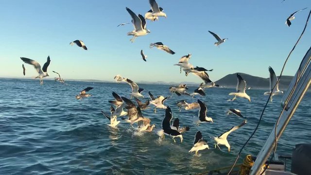 mouette