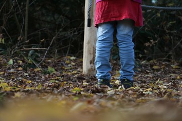 Wald