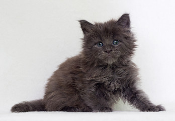 gray kitten looks