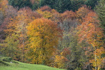 Herbstwald