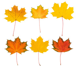 Bright maple leaves isolated on white.