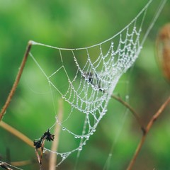 the spider web  in the garden