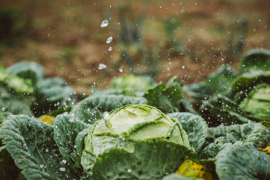 organic cabbage