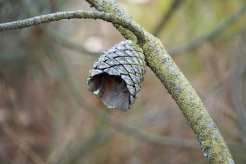 the colorful tree branches