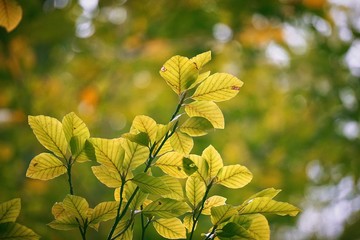 the colorful tree branches