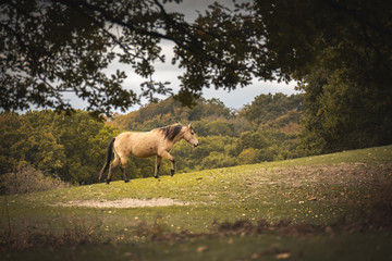 Horse Walking up hill