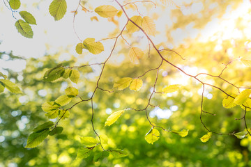 Green Leafes in Sun Light
