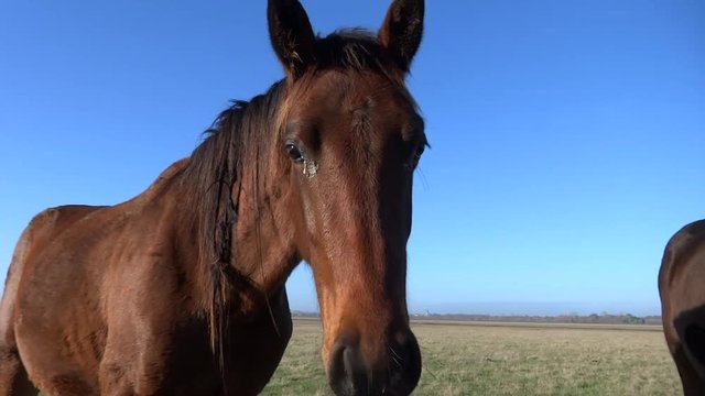 Chevaux dans le pr&eacute;.