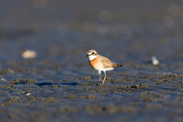 メダイチドリ夏羽(Lesser Sand Plover)