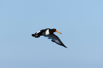 ミヤコドリ飛翔(Eurasian Oystercatcher)
