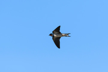 ツバメ飛翔(Barn swallow)