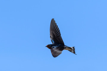 ツバメ飛翔(Barn swallow)