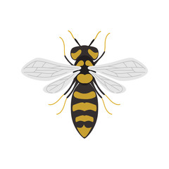 Wasp insect color vector icon. Flat design