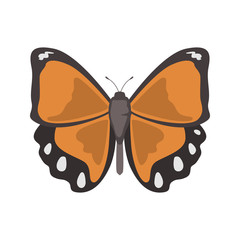 Butterfly color vector icon. Flat design
