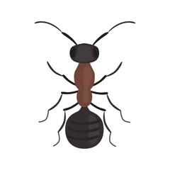 Ant color vector icon. Flat design