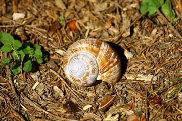 The house of the slug