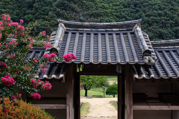 Village historique coréen, Hahoe folk, en Corée du Sud, entrée et arbre en fleurs roses. Andong