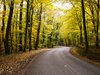 Fototapeta premium Leśna ścieżka w Alzacji - jesień