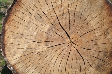 Tree stump with cracks in brown tone  in the forest. Wooden background/texture
