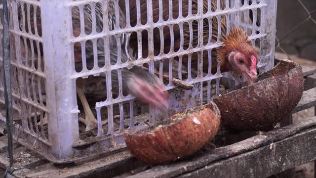 chicken raised in plastic cage pecking grains on coconut shell