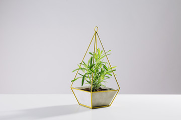 Plant in a modern flowerpot on white background.
