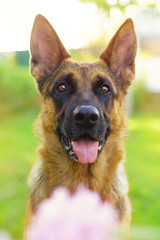 The portrait of a sunny short-haired German Shepherd dog posing outdoors in the garden in summer