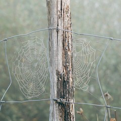 the spider web in the fence