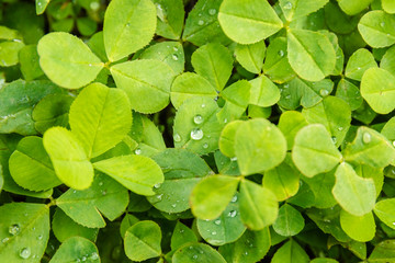 Fototapeta na wymiar Green Clover in forest after rain. Background or texture of the leaves of the shamrock with drops of dew.