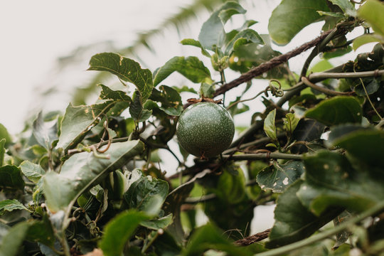 Passion Fruit Growing in Hawaii