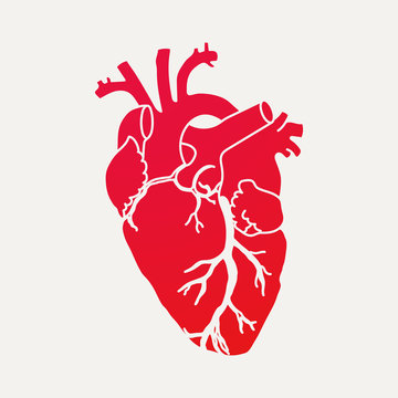 Anatomical human heart - red silhouette isolated on white background. Hand drawn sketch. Vector illustration.
