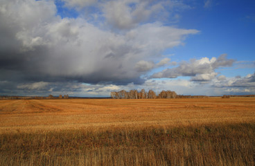 Obraz premium autumn, field, Altai, Corn,Clouds, Sky