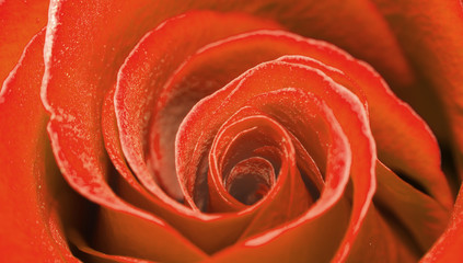 Macro shot of a red rose. Flower of beauty and love. Tender petals of human feelings. Greeting card concept.