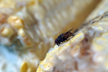 Houseflies crawl on yellow corncob