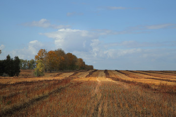 autumn, field, Altai, Corn,Clouds, Sky