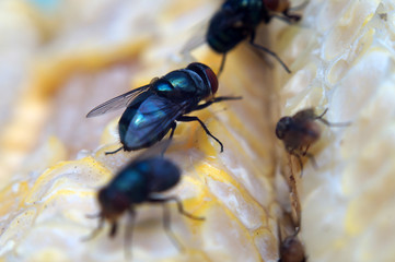 Houseflies crawl on yellow corncob