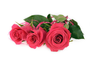 Laying red pink rose arrangement isolated on white. Three flowers of human feelings, love and beauty. Tender petals, green leaves. Greeting card concept.