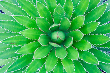 cactus, background picture, succulent,plant, desert