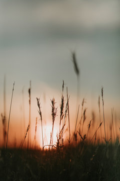 Detail of flowers and plants