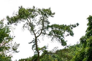 green leaf of treetop on mountain